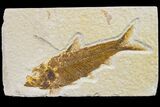 Fossil Fish (Knightia) - Wyoming #159546-1